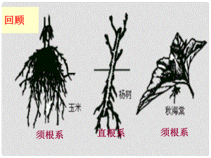 重慶市萬州區(qū)塘坊初級中學(xué)七年級生物上冊 第六章 綠色開花植物的生活史 63 生殖器官的生長課件 北師大版