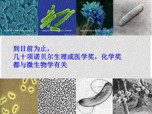 高中生物《第二章 第一節(jié) 微生物的實驗室培養(yǎng)》課件5 新人教版選修1