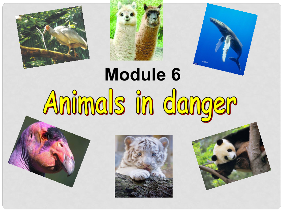 八年級(jí)英語上冊(cè) Module 6 Animals in danger Unit 1 It allows people to get closer to them課件1 外研版_第1頁