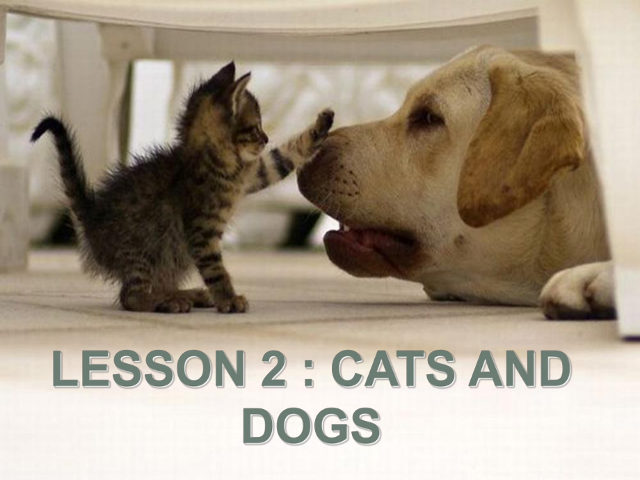 三年级英语下册 Lesson 2 Cats and Dogs课件 （新版）冀教版_第1页