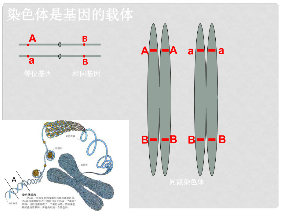 浙江省溫州市第十一中學(xué)高二生物《自由組合定律》課件 新人教版_第1頁(yè)