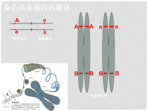 浙江省溫州市第十一中學(xué)高二生物《自由組合定律》課件 新人教版