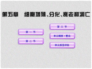 高中生物課時講練通配套課件 5《細(xì)胞增殖、分化、衰老和凋亡》 蘇教版必修1