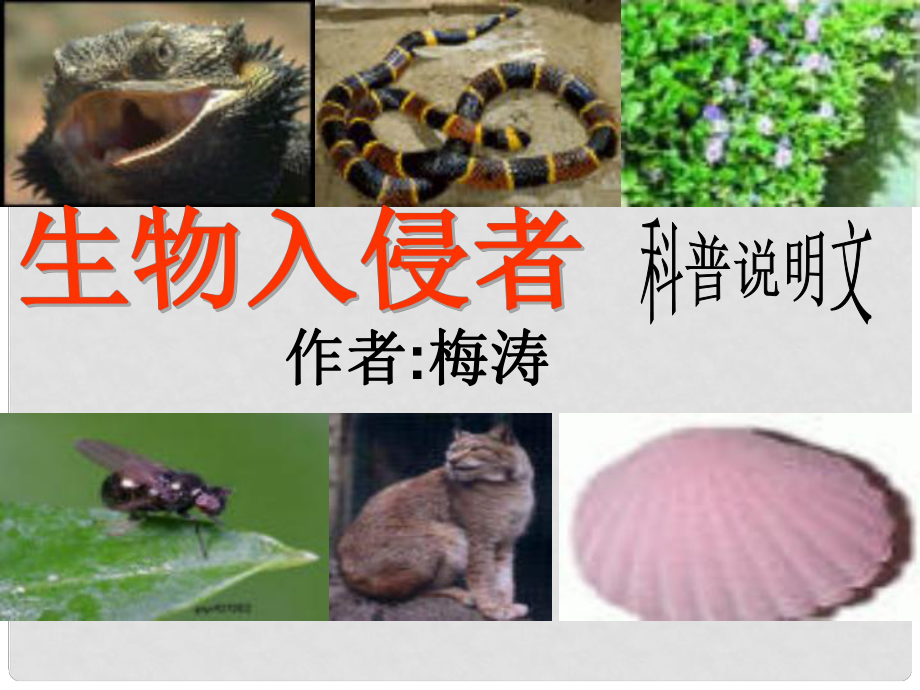 重慶市萬州分水中學(xué)八年級語文上冊 19 生物入侵者課件 新人教版_第1頁