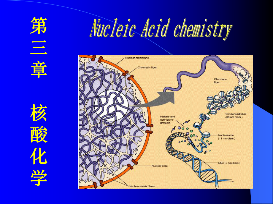 第三章 核酸化學(xué)_第1頁