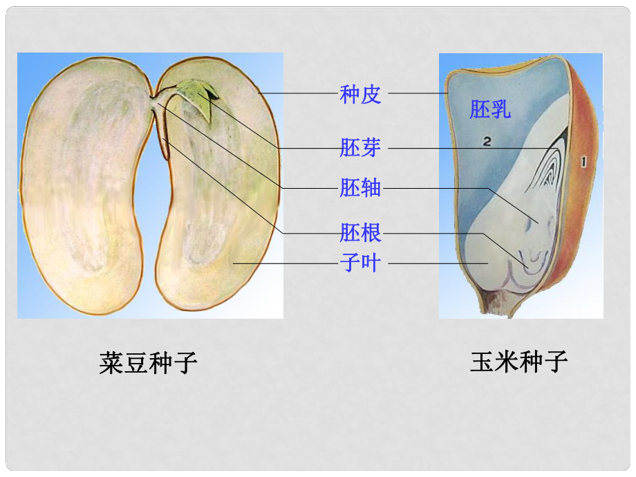 廣東省佛山市中大附中三水實驗中學七年級生物上冊 種子的萌發(fā)課件 新人教版_第1頁