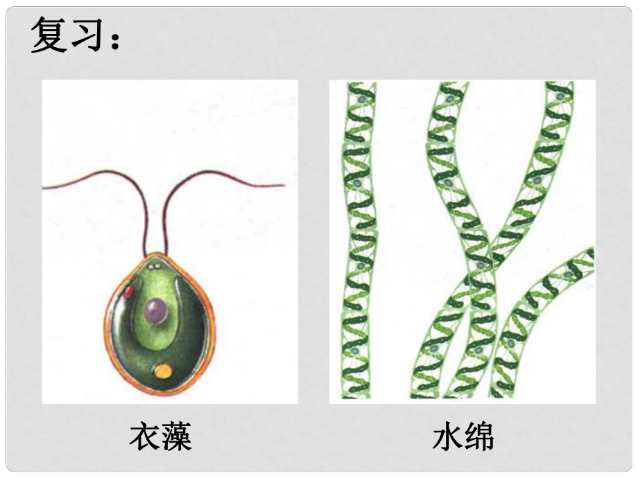 七年級生物上冊 第二節(jié) 種子植物課件 新人教版_第1頁