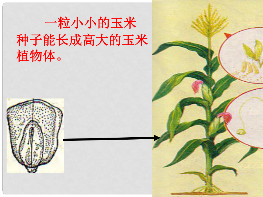 山東省棗莊市嶧城區(qū)吳林街道中學(xué)七年級(jí)生物上冊(cè) 122 細(xì)胞的分裂和分化復(fù)習(xí)課件 濟(jì)南版_第1頁