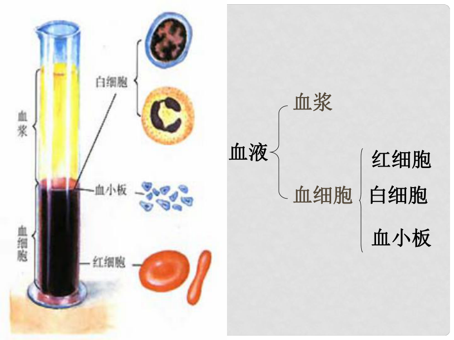 江蘇省灌南縣高級(jí)中學(xué)八年級(jí)生物 第四節(jié) 輸血與血型課件_第1頁(yè)