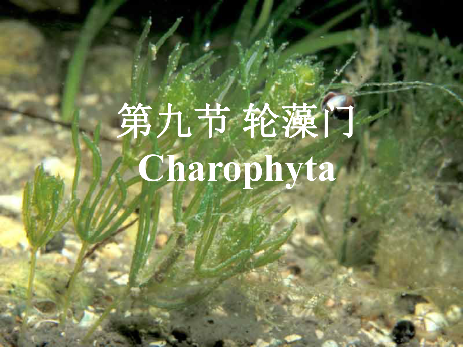 水生生物学：轮藻门_第1页