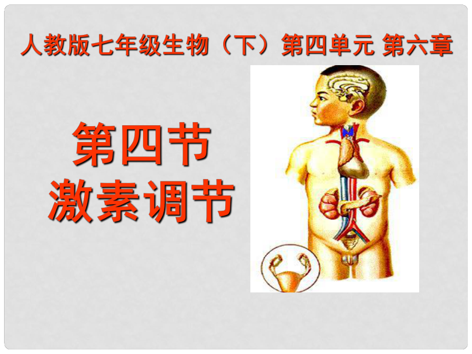 湖北省武漢市為明實(shí)驗(yàn)學(xué)校七年級(jí)生物下冊(cè) 第六章《第四節(jié) 激素調(diào)節(jié)》課件 人教新課標(biāo)版_第1頁