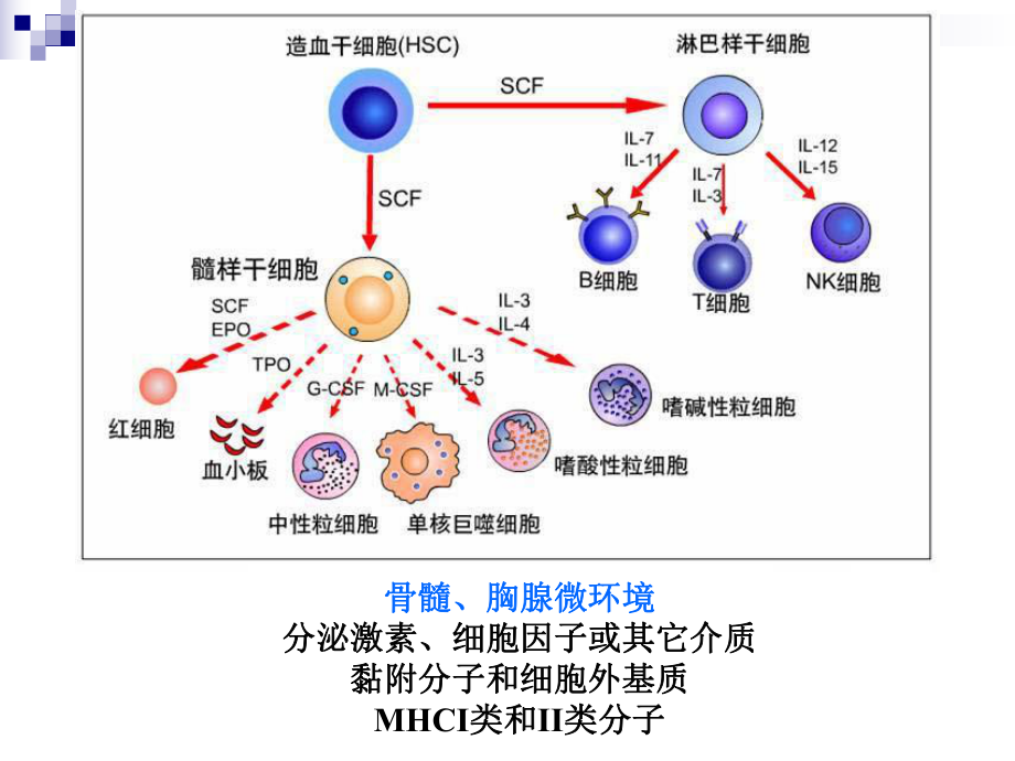 第9章 b淋巴细胞