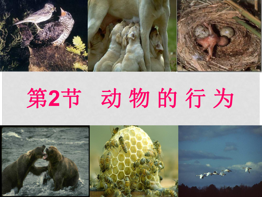 江蘇省南京市溧水縣孔鎮(zhèn)中學八年級生物上冊 第6單元 動物的行為課件 蘇教版_第1頁