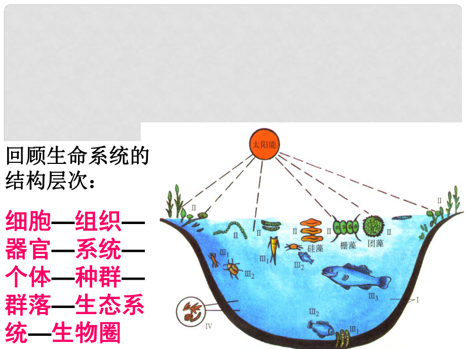 高中生物《第五章 第一節(jié) 生態(tài)系統(tǒng)的結(jié)構(gòu)》課件5 新人教版必修3_第1頁