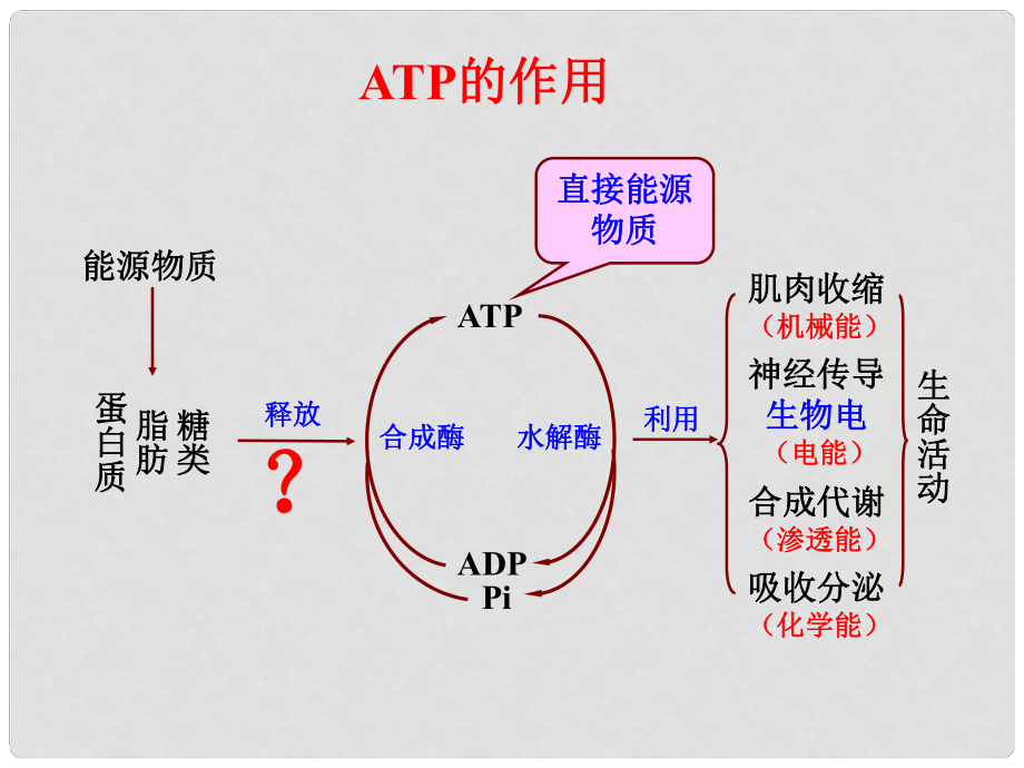 福建省泉州市第十五中學(xué)高中生物《第5章 第4節(jié) ATP的主要來源－細(xì)胞呼吸》課件 新人教版_第1頁(yè)