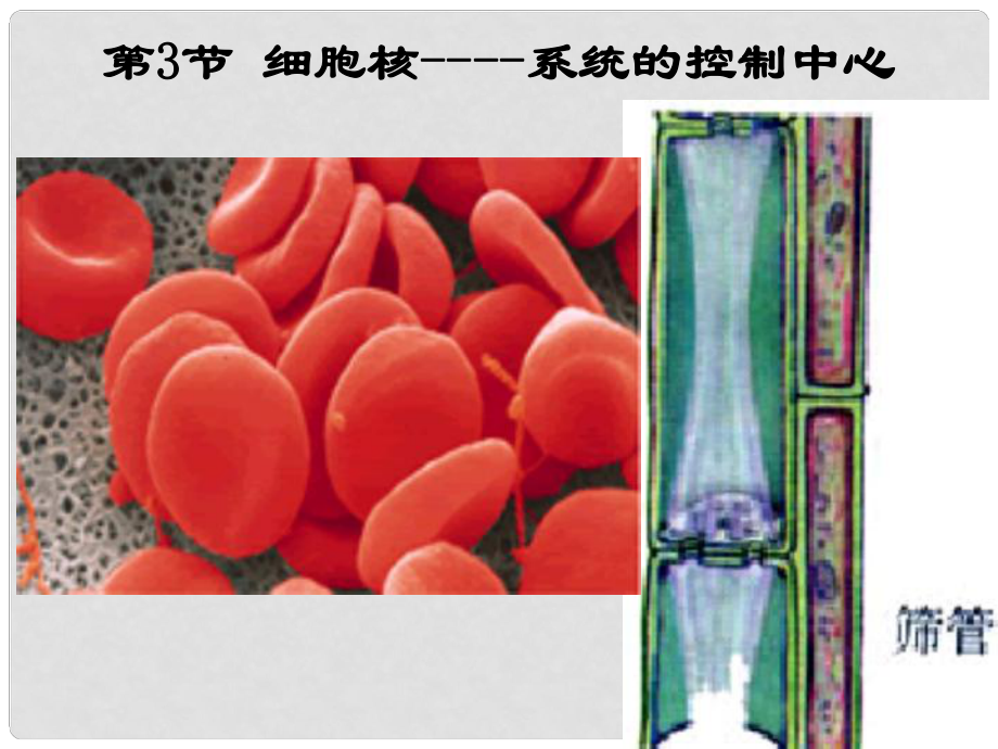 高中生物《第三章 第三節(jié) 細(xì)胞核 系統(tǒng)的控制中心》課件 新人教版必修1_第1頁(yè)