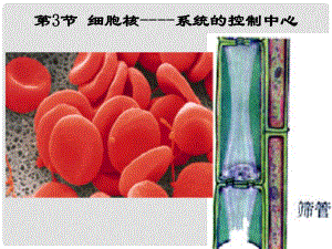 高中生物《第三章 第三節(jié) 細(xì)胞核 系統(tǒng)的控制中心》課件 新人教版必修1