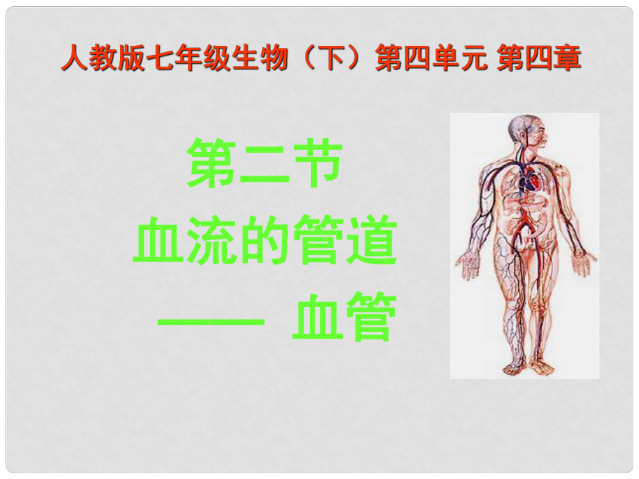 七年級(jí)生物下冊(cè) 血流的管道血管課件 人教新課標(biāo)版_第1頁