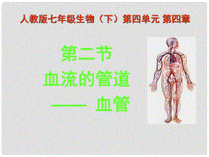 七年級生物下冊 血流的管道血管課件 人教新課標版