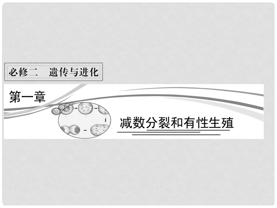 高考生物二輪復(fù)習(xí) 211 減數(shù)分裂課件 蘇教版必修2_第1頁