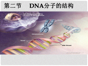 高中生物 DNA的分子结构和特点2课件 浙科版必修2