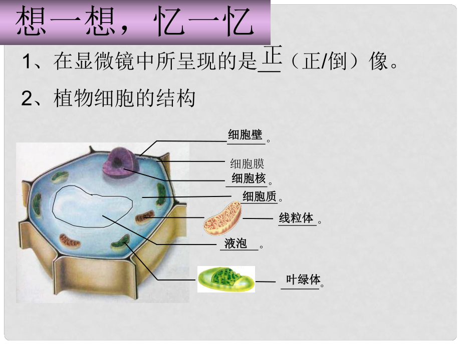 內(nèi)蒙古鄂爾多斯市康巴什新區(qū)第二中學(xué)七年級(jí)生物上冊(cè) 動(dòng)物細(xì)胞課件 新人教版_第1頁