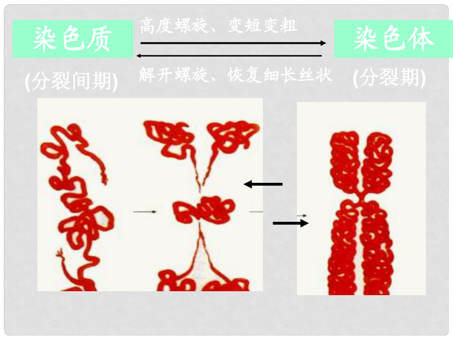 河北省邯鄲四中高中生物《61 細(xì)胞增殖Ⅱ》課件 新人教版必修1_第1頁(yè)