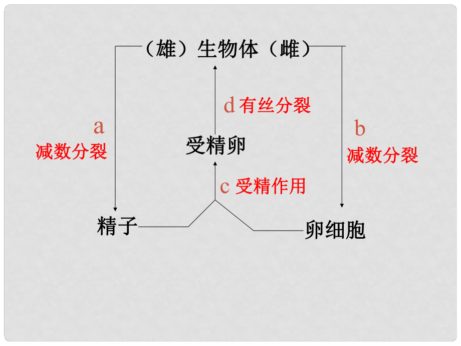 广西柳州市第十四中学八年级生物下册《植物的生殖和发育》课件 新人教版_第1页