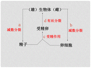 廣西柳州市第十四中學(xué)八年級(jí)生物下冊(cè)《植物的生殖和發(fā)育》課件 新人教版