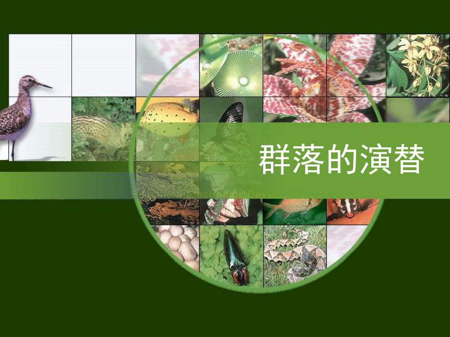 高中生物《第四章 第四節(jié) 群落的演替》課件5 新人教版必修3_第1頁