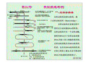 微生物學：第三節(jié) 典型病毒舉例