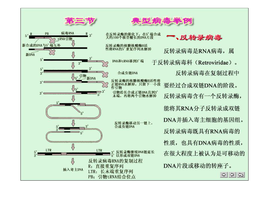 微生物學(xué)：第三節(jié) 典型病毒舉例_第1頁