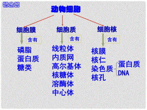 高中生物《第四章 第一節(jié) 物質(zhì)跨膜運輸?shù)膶嵗氛n件 新人教版必修1