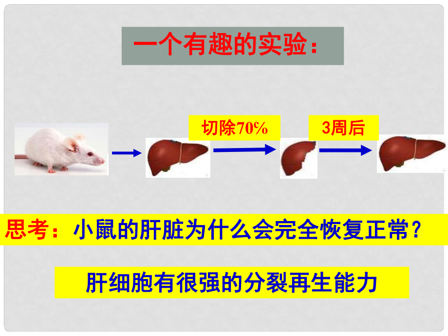 高中生物《第六章 第一節(jié) 細(xì)胞的增殖》課件5 新人教版必修1_第1頁