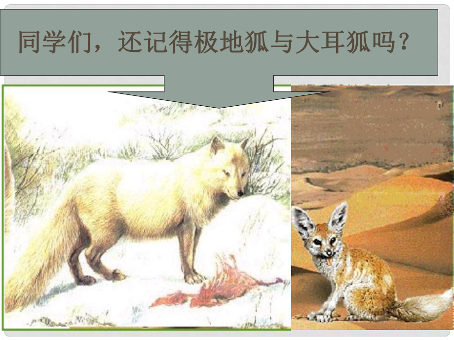 江蘇省淮安市淮陰區(qū)張集中學(xué)七年級(jí)生物上冊(cè) 第2章 第4節(jié) 生物對(duì)環(huán)境的適應(yīng)課件 蘇科版_第1頁