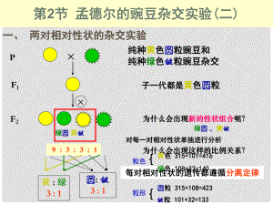 高中生物 第一章 孟德爾定律 自由組合定律課件 浙科版必修2