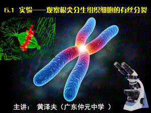 廣東省廣州市高中生物 實驗觀察根尖分生組織細胞的有絲分裂課件 新人教版必修1