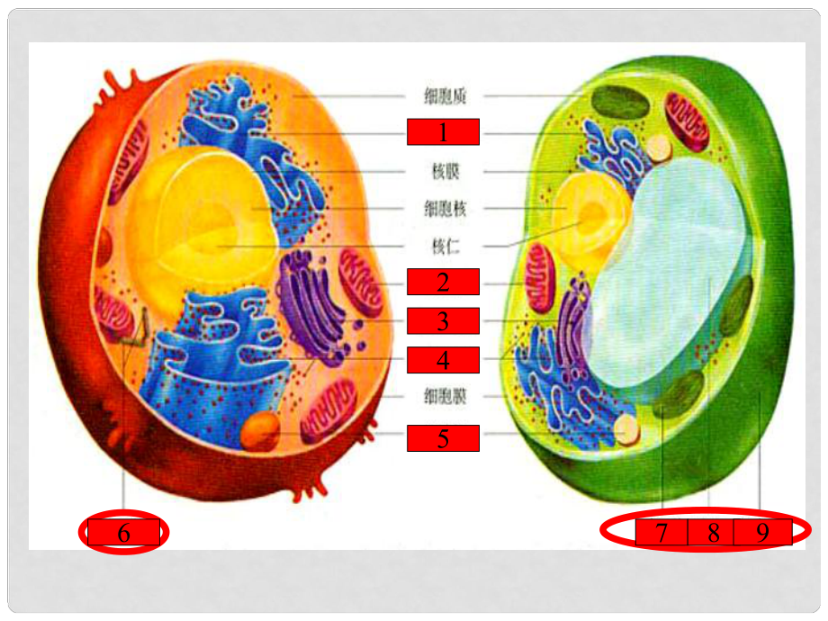 高中生物 細胞核課件 浙科版必修1_第1頁