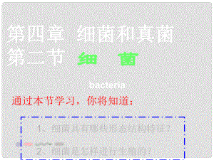 八年級生物上冊 第二章 細(xì)菌和真菌 第二節(jié) 細(xì)菌課件 新人教版