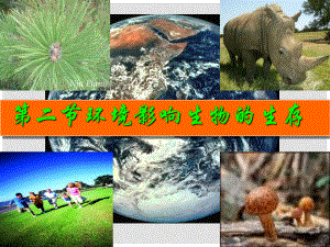 七年级生物上册 环境影响生物的生存课件 苏科版