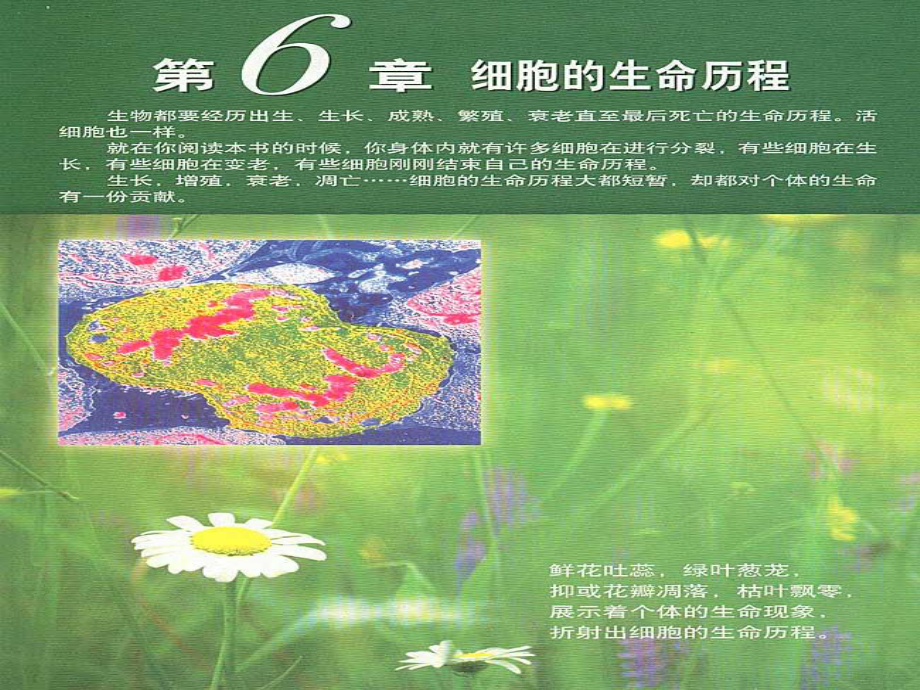 高中生物《第六章 第一節(jié) 細胞的增殖》課件 新人教版必修1_第1頁