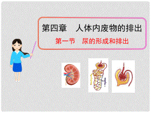 七年級生物下冊 第四章 第一節(jié) 尿的形成和排出課件 濟(jì)南版