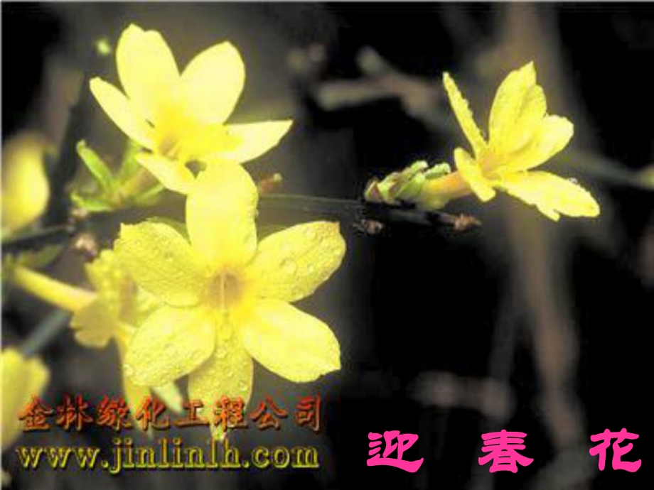 三年級科學(xué)上冊 花的結(jié)構(gòu)課件 教科版_第1頁