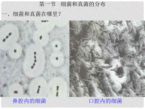 八年級生物上冊 第5單元 第4章 細菌和真菌 第一節(jié) 細菌和真菌的分布課件2 新人教版