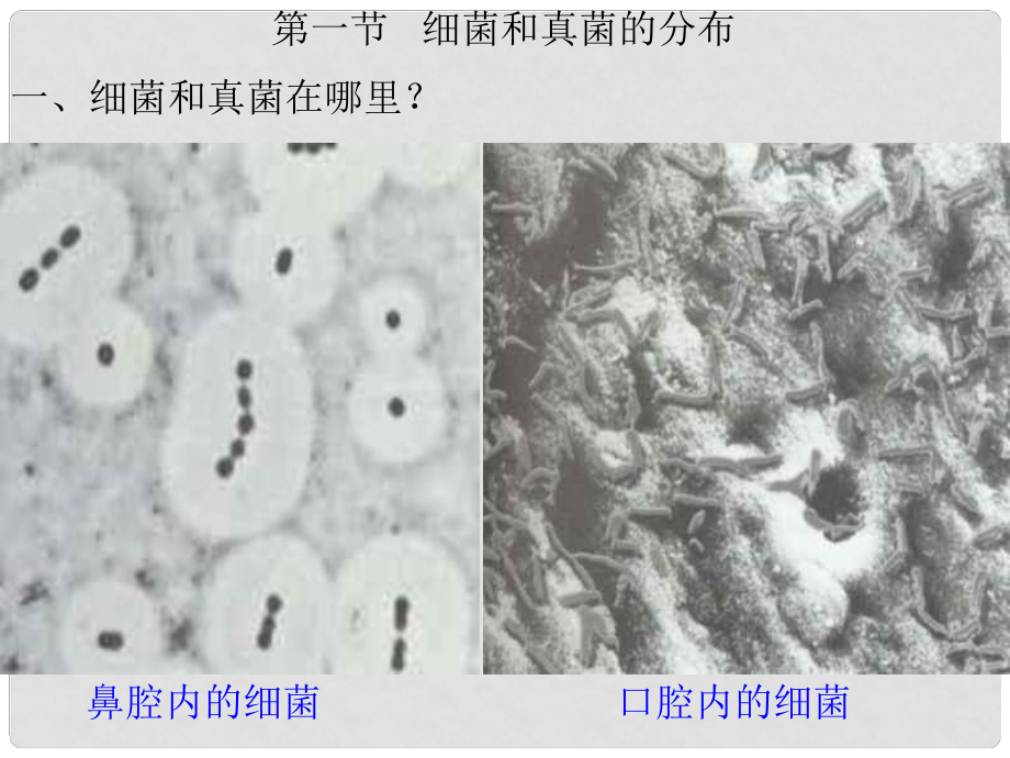 八年級生物上冊 第5單元 第4章 細菌和真菌 第一節(jié) 細菌和真菌的分布課件2 新人教版_第1頁