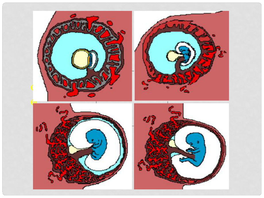 高中生物《第六章 第二節(jié) 細(xì)胞的分化》課件2 新人教版必修1_第1頁(yè)