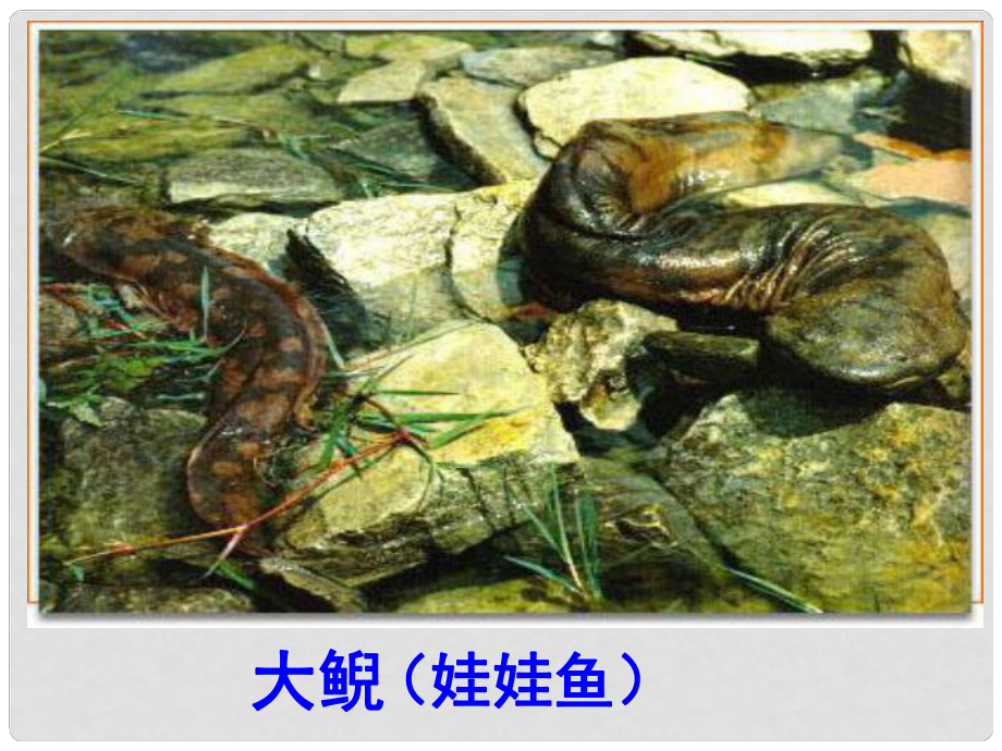 廣東省佛山市中大附中三水實(shí)驗(yàn)中學(xué)八年級生物下冊 兩棲動(dòng)物的生殖和發(fā)育課件 新人教版_第1頁