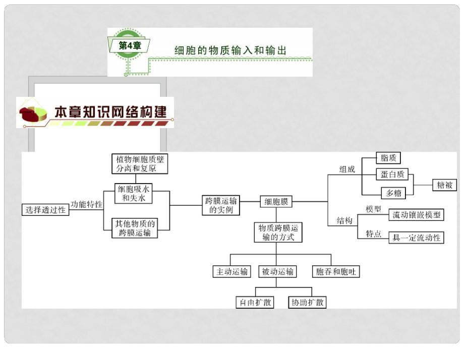 高考生物一輪復(fù)習(xí)（基礎(chǔ)知識整理+重難點聚集）第4章 細胞的物質(zhì)輸入和輸出課件 新人教版必修1_第1頁