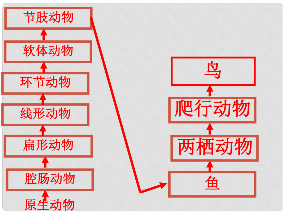 七年級生物下冊 第十二章 第一節(jié) 鳥類課件 蘇科版_第1頁