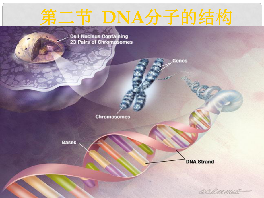 高中生物《第三章 第二節(jié) DNA分子的結(jié)構(gòu)》課件5 新人教版必修2_第1頁